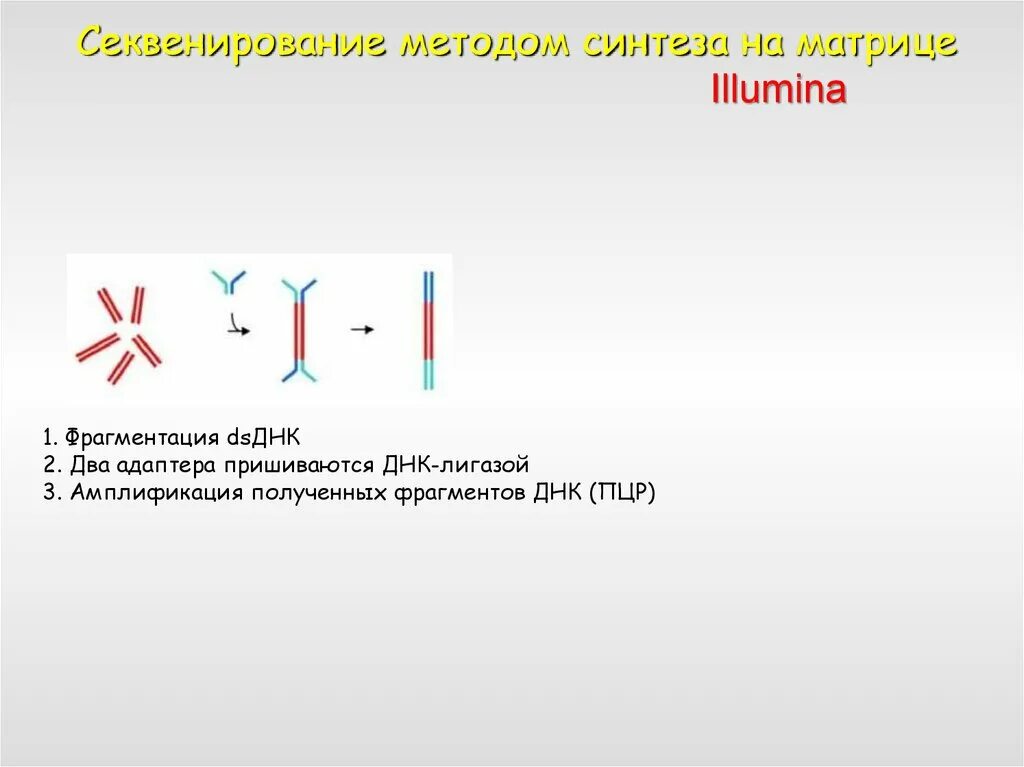 Лечение днк фрагментации. Секвенирование днк illumina. амплификация днк. фрагментация днк. секвенирование illumina принцип метода.