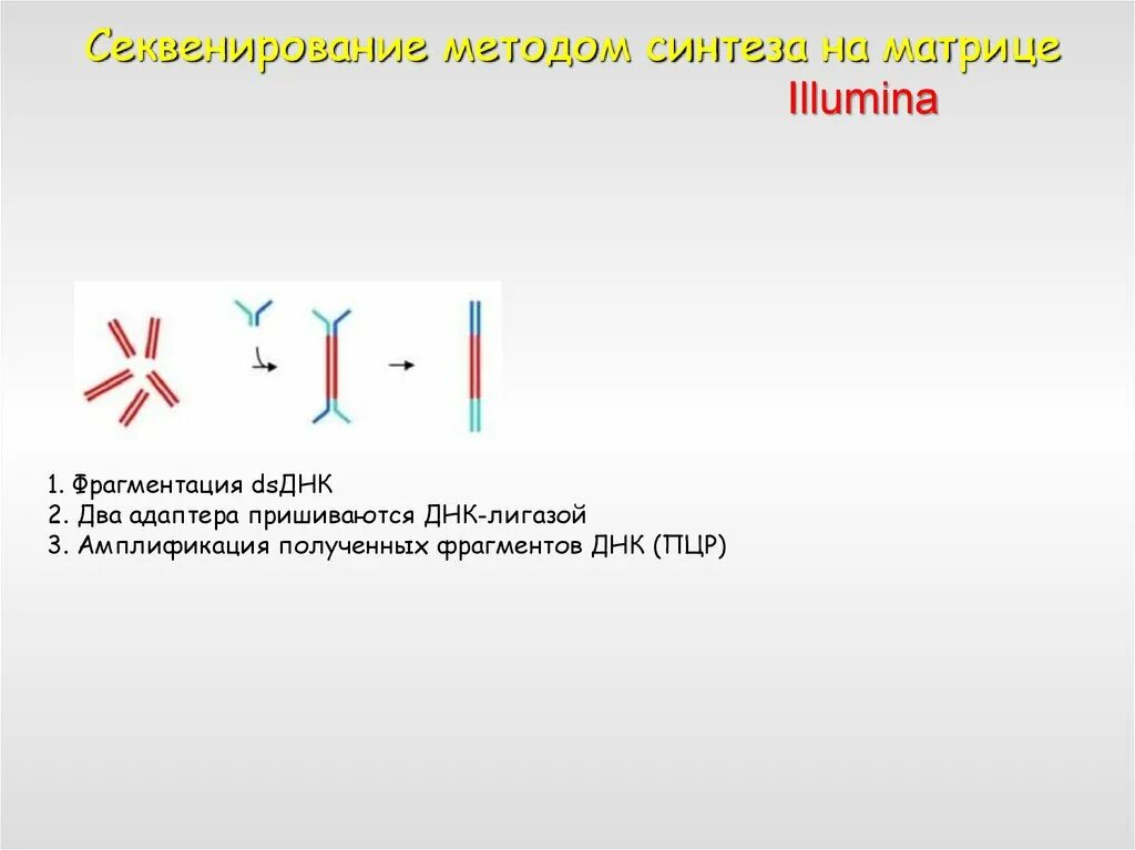 Фрагментация днк методы. Секвенирование ДНК Illumina. Секвенирование путем синтеза. Амплификация ДНК. Секвенирование Illumina принцип метода.