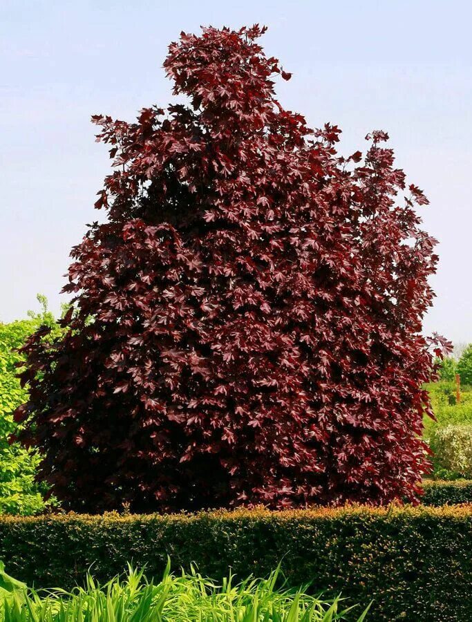 Купить клен остролистный Роял Ред (Royal Red) в Екб