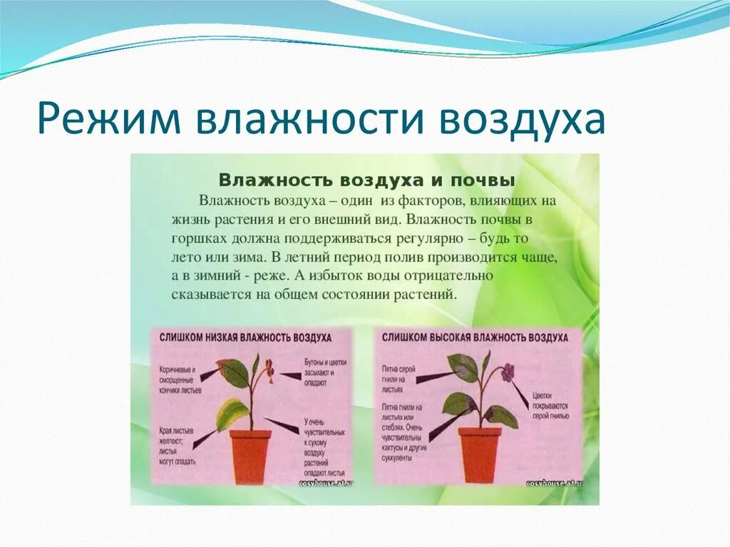 Режим влажности. Комнатные растения влажность. Влажность воздуха для комнатных растений. Воздействие комнатных растений на влажность воздуха. Норма влажности для комнатных растений.