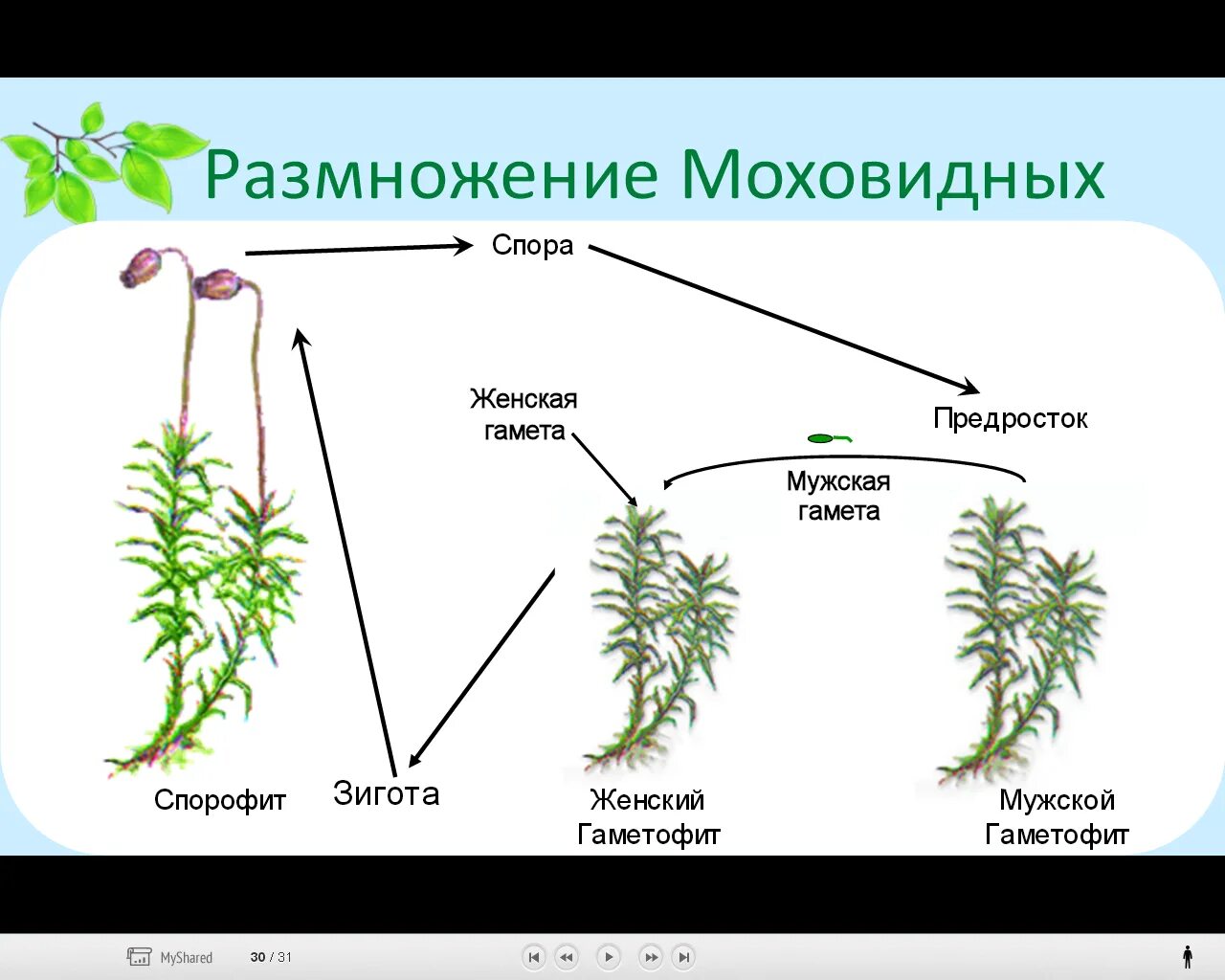Спорофит у мха образуется из. Спорофит мха гаметофит мха. размножение моховидных схема.