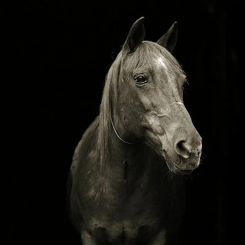 Старая лошадь. Печальный конь. Портрет лошади на черном фоне. Лошадь грустит.