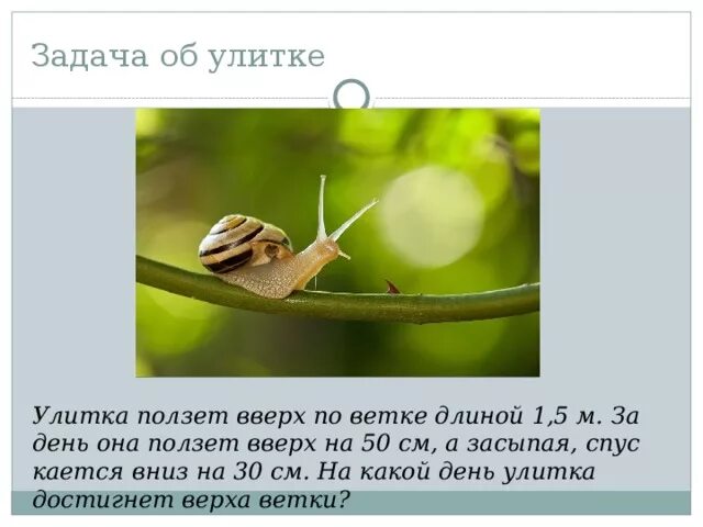 Улитка ползет вверх по дереву. Улитка ползет. улитка ползет по ветке. улитка ползет вверх. задача про улитку.