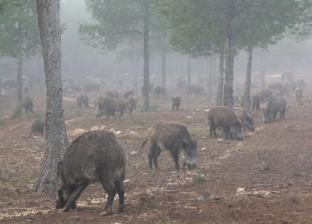 Охота на кабана в Ростовской области. Кабан в лесу. Кабан в тундре