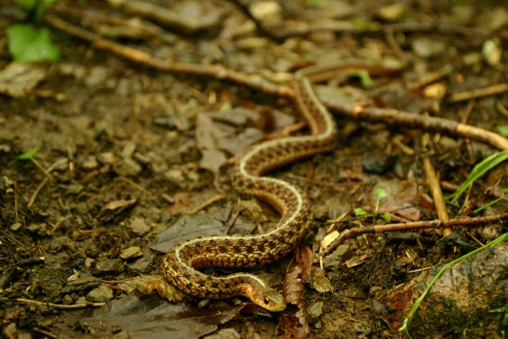 Змеи сочи фото garter snake