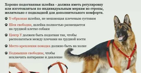 Что лучше для щенка шлейка или ошейник
