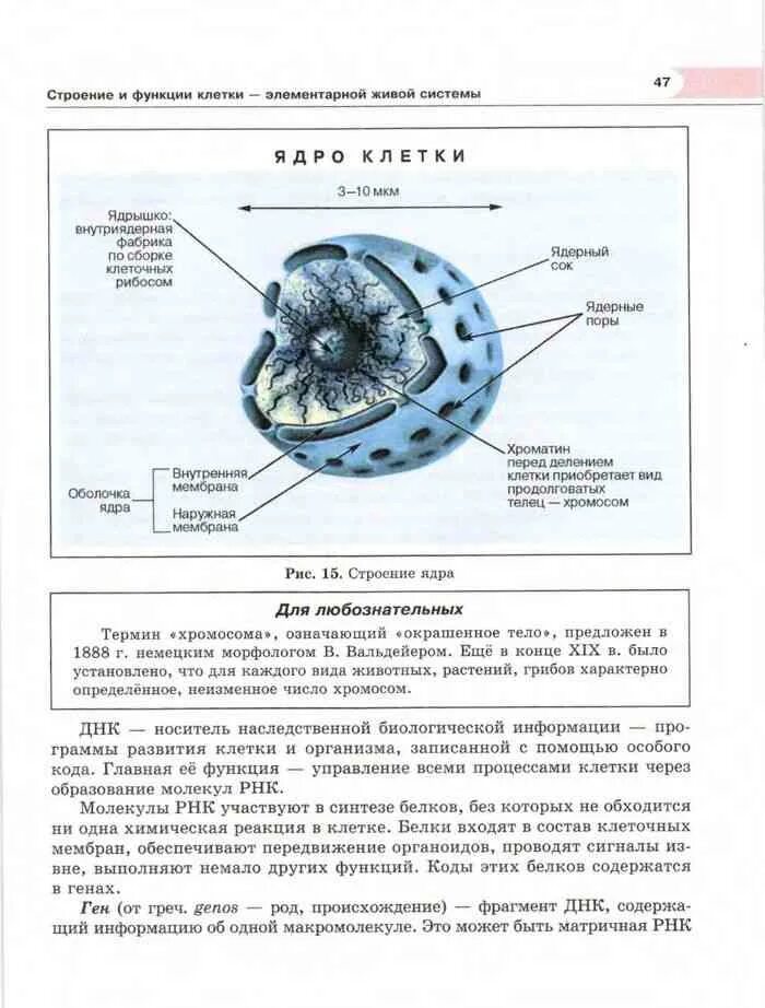 Клетка строение и функции. Биология 9 класс Андреева. Темы по биологии 9 класс. Основной материал по биологии 9 класса. 14 биология 9 класс