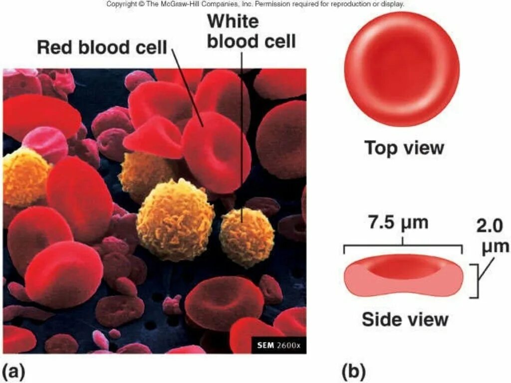 Red Blood Cells. Самые маленькие клетки крови. Red Blood Cell structure. Лейкоциты определяют группу крови