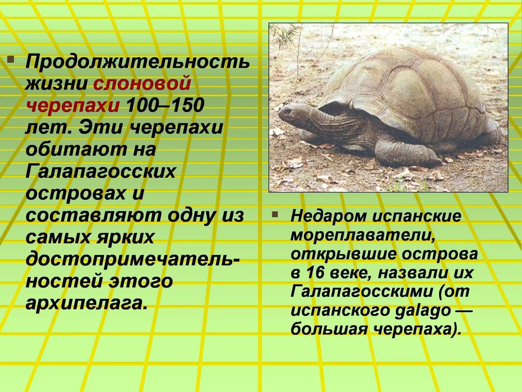 Продолжительность жизнчерепахи н. Продолжительность жизни черепахи. Образ жизни слоновой черепахи. Срок жизни черепахи.