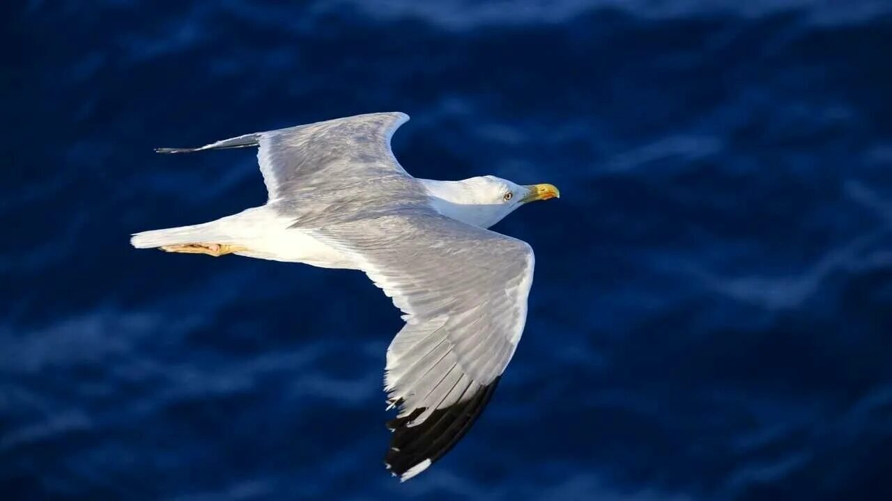 Птицы летающие под водой. Морские птицы. Чайка птица. Чайки птицы. Фото Чайки птицы.