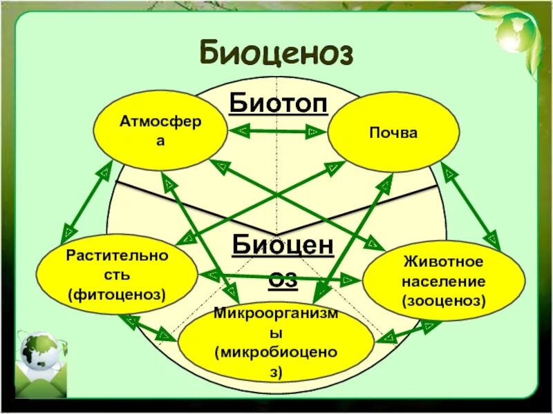 1 биоценозом называют. Биоценоз. Биотоп и биоценоз. Биоценоз микроорганизмов. Биоценоз зооценоз фитоценоз микробиоценоз.