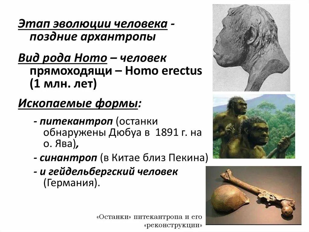 Архантропы (homo Erectus). Этапы эволюции человека архантропы. Поздние архантропы. Ископаемые формы homo Erectus. Человек прямоходящий относится к