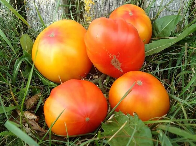Томат желто-розовый бабушки виней мязина. Томат желто-розовый бабушки виней характеристика. Желто розовый бабушки виней. Томат бабушкин виней. Томат армянский желтый мязина.