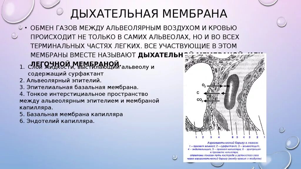 Обмен газов между альвеолярным воздухом. Структура легочной мембраны. Структура и свойства легочной мембраны. Обмен газов между альвеолярным воздухом и кровью. Легочная мембрана строение.