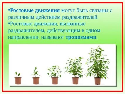 Движение в жизни растений