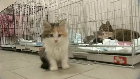 Забрать кошек