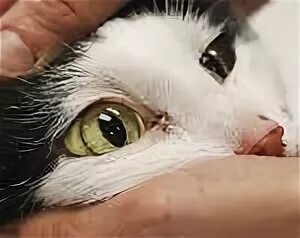 Липидоз печени у кошек