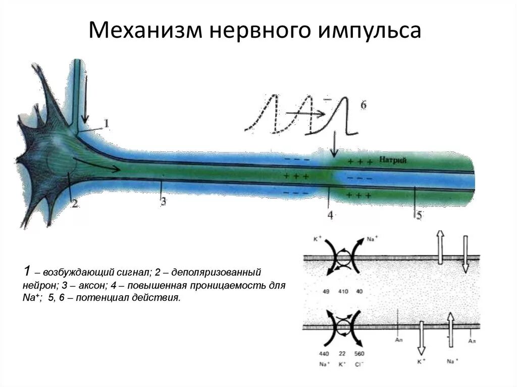 Импульсов действие нервного импульса. Механизм проведения нервного импульса по аксону. схема проведения нервного импульса. передача нервного импульса по нейрону. передача импульса по аксону нейрона.