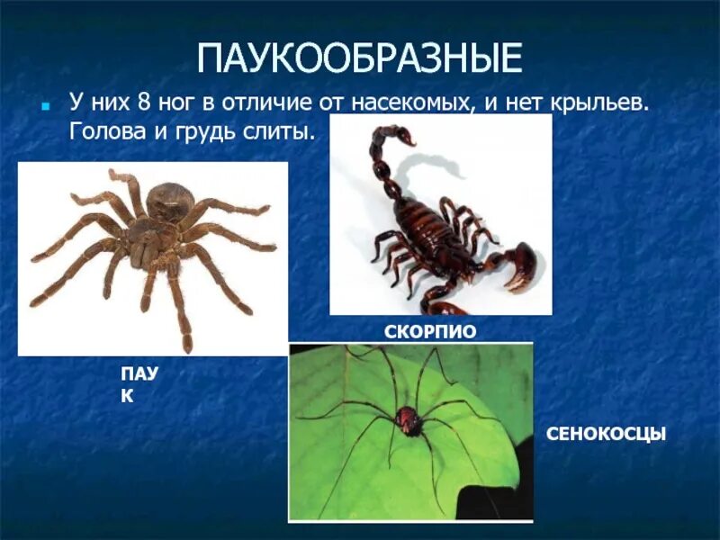 Установи соответствие между паукообразными и насекомыми. Насекомые и паукообразные. Ноги паукообразные и насекомые. Конечности паукообразных. Паукообразные имеют.