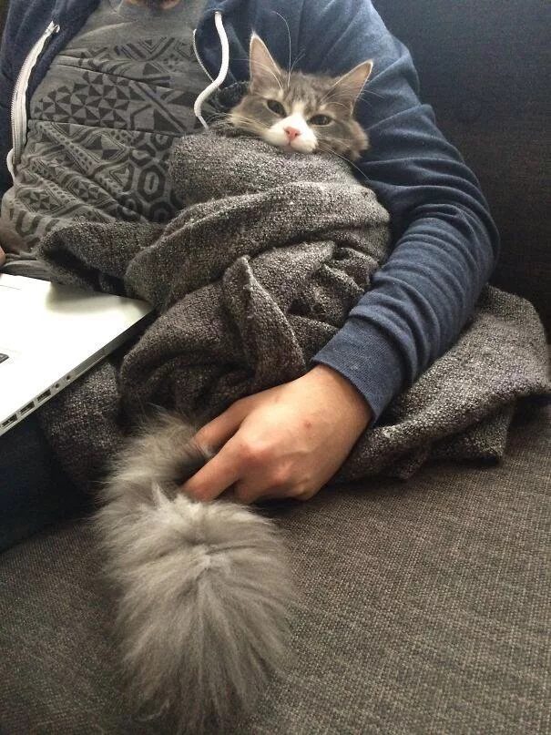 Кот и его человек 4. Котенок на руках. Парень с котом Эстетика. Парень с котом без лица. Кот в одеяле.