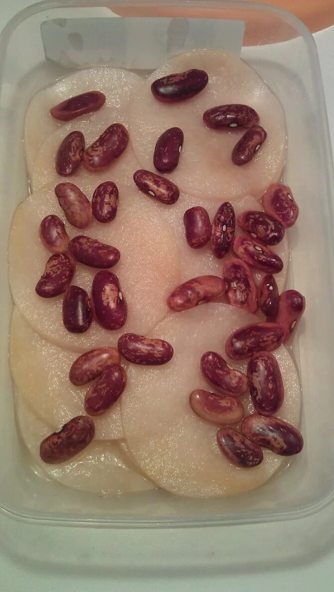 Семена фасоли прорастание. Прорастить семена фасоли для школы. Прорастить росток. Прорастание семян боба. Пророщенные семена фасоли.