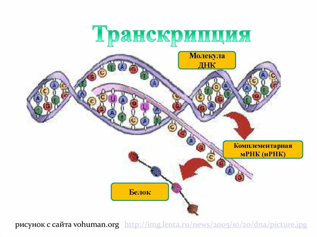 Схема транскрипции ИРНК. Синтеза белка ДНК схема. Схема транскрипции синтеза белка. Транскрипция и трансляция ДНК Синтез белка.