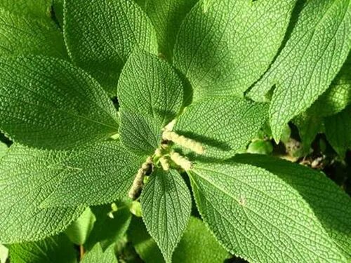 Крапива жгучая (urtica urens). Крапива коноплёвая. Крапива родом из китая. Рами китайская крапива. Какие листья у жарков.