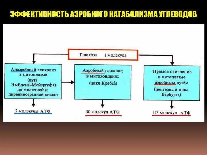 Аэробный и анаэробный энергетический обмен. Аэробный обмен веществ. Анаэробный Тип обмена веществ. Аэробный и анаэробный метаболизм. Аэробного типа