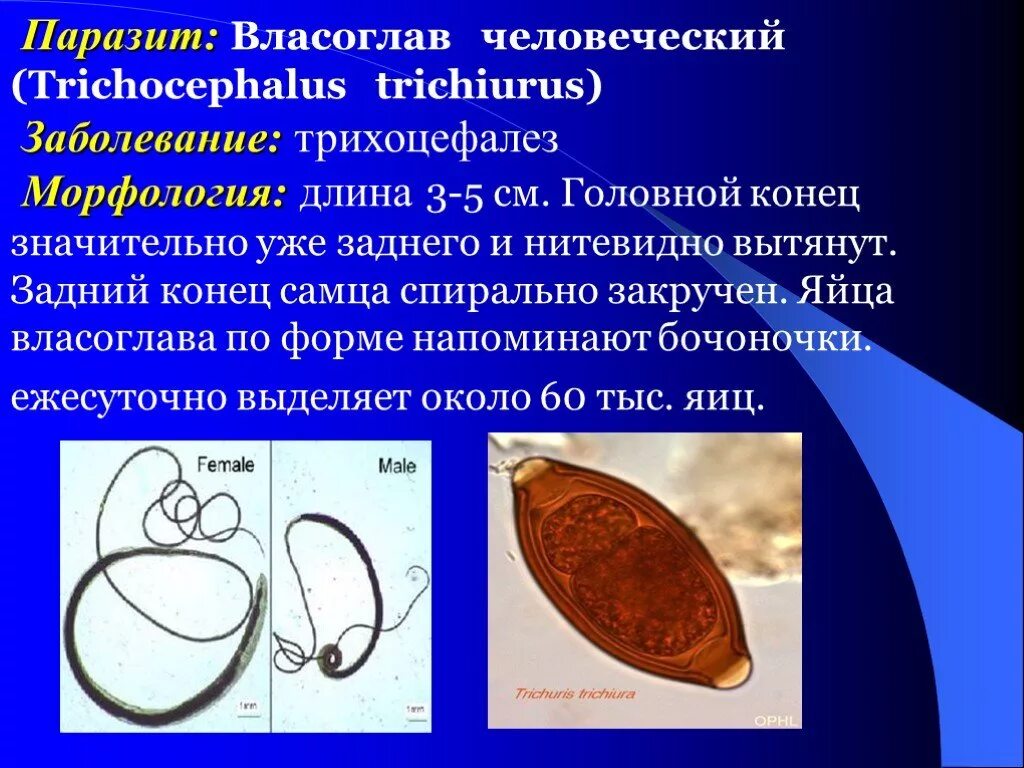 Круглые черви заболевания. Власоглав человеческий (Trichocephalus Trichiurus). Паразиты круглые власоглав. Власоглав человеческий (Trichocephalus Trichiurus) – возбудитель трихоцефалеза. Яйцо власоглава с личинкой.