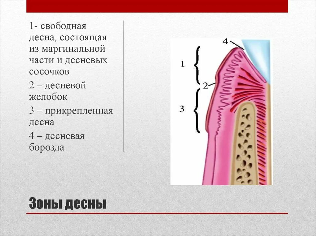 Свободная и прикрепленная Десна. Десневой Желобок (десневая борозда). Свободная и прикрепленная часть десны. Маргинальная и альвеолярная Десна.