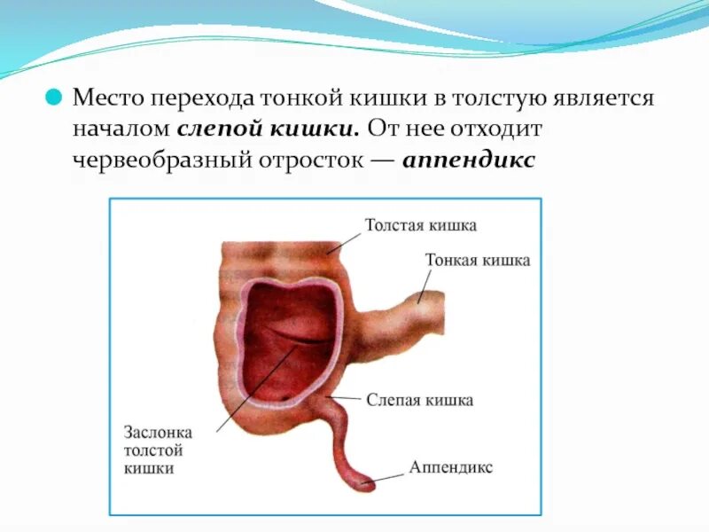 Название тонкой кишки. Функции Толстого кишечника тонкого кишечника всасывание. Кишечник толстая и тонкая кишка функции. Тонкая толстая и слепая кишка. Тонкий кишечник переходит в толстый.