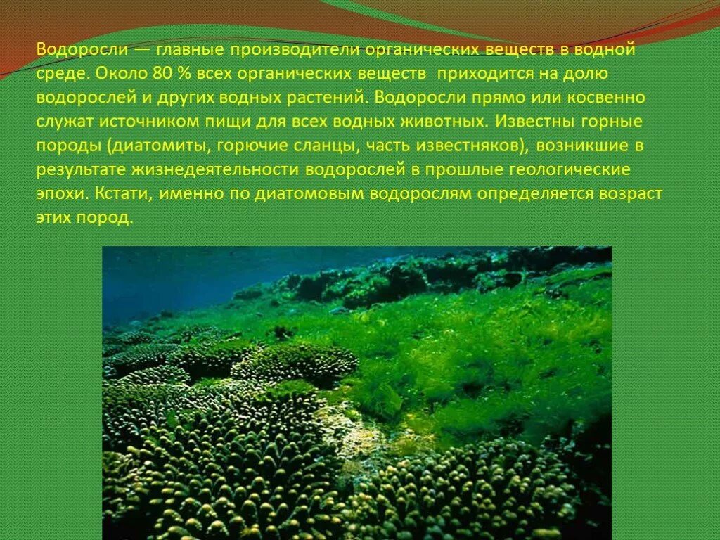 Биология водоросли сообщение. Водоросли. Растения водной среды. Водная среда водоросли. Биология доклад про водоросли.