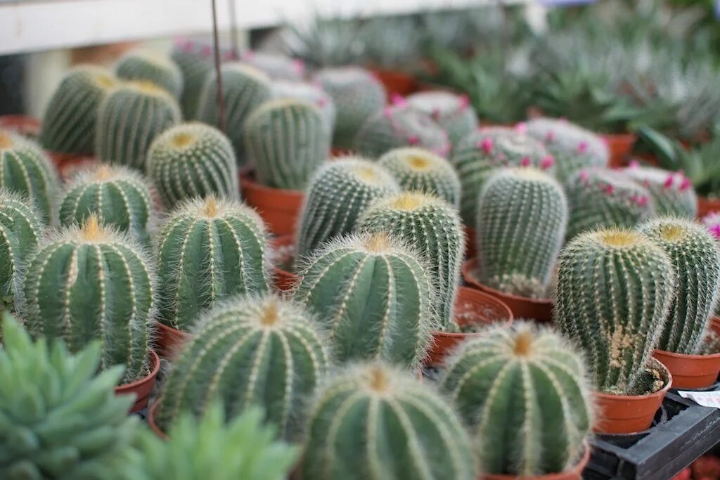 Опунция кактус домашний. Кактус ventomarme. Какой формы кактусы. Какой формы кактусы. Опунция суккулент.