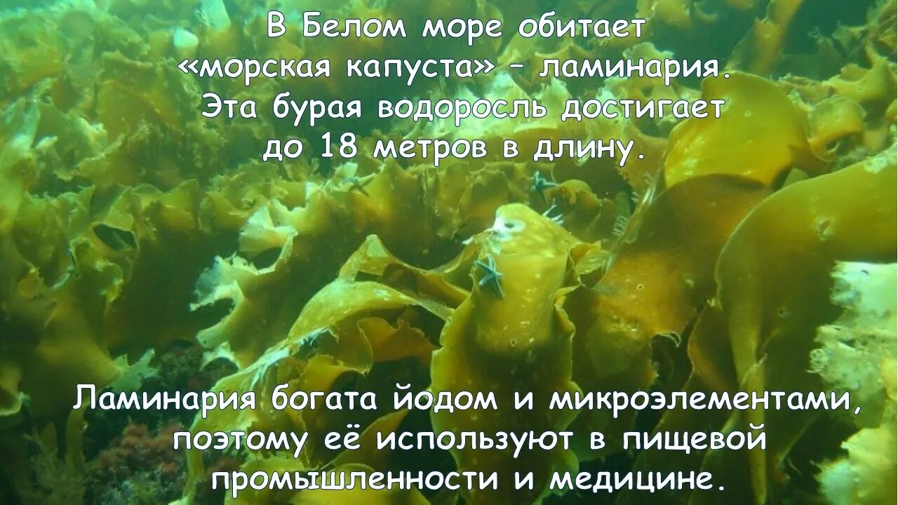 Белое море презентация. Белое море сочинение. Белое море презентация 8 класс. Белое море интересные факты. Слайд белое море.
