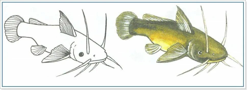 Сом схема. Сом анатомия. Сом раскраска для детей. Рисунок сома. Звуковой анализ слова сом.