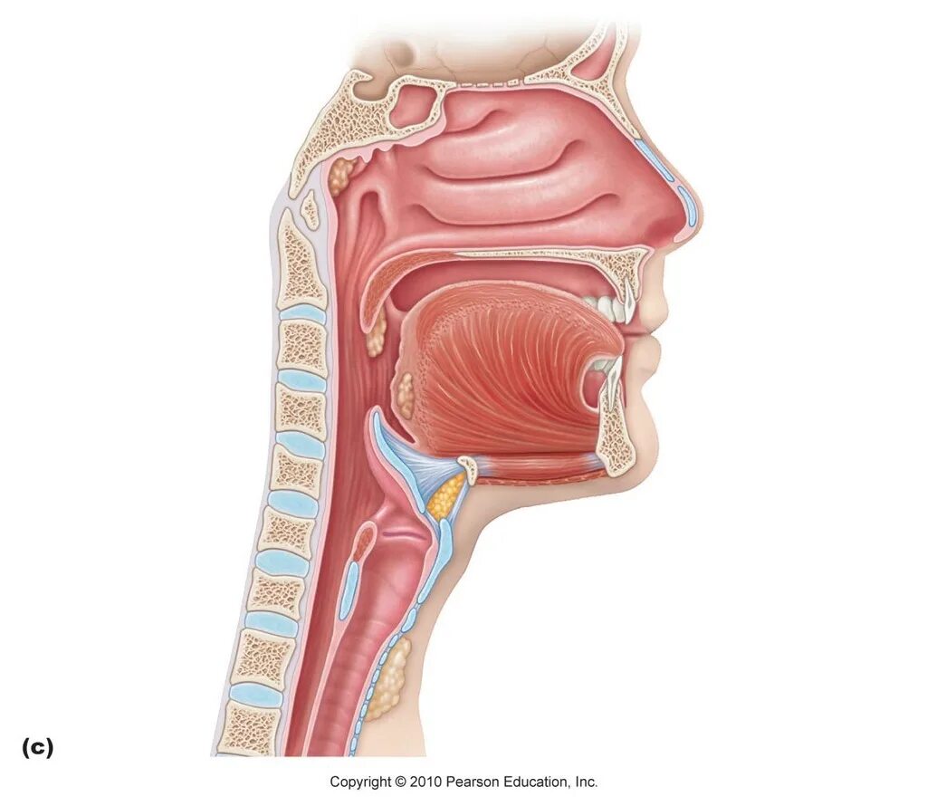 Полость носа и глотки. Larynx трахея.