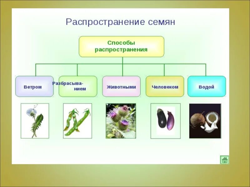 Распространение плодов схема. Плоды распространение семян. Распространение семян животными. Распространение семян человеком. Основные группы плодов