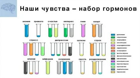 Типы гормонального влияния биохимия