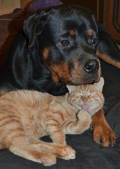 Большие собаки и кошки. Ротвейлер и кот. Ротвейлер и кошка. Щенок ротвейлера и кот. Ротвейлер рыжий.