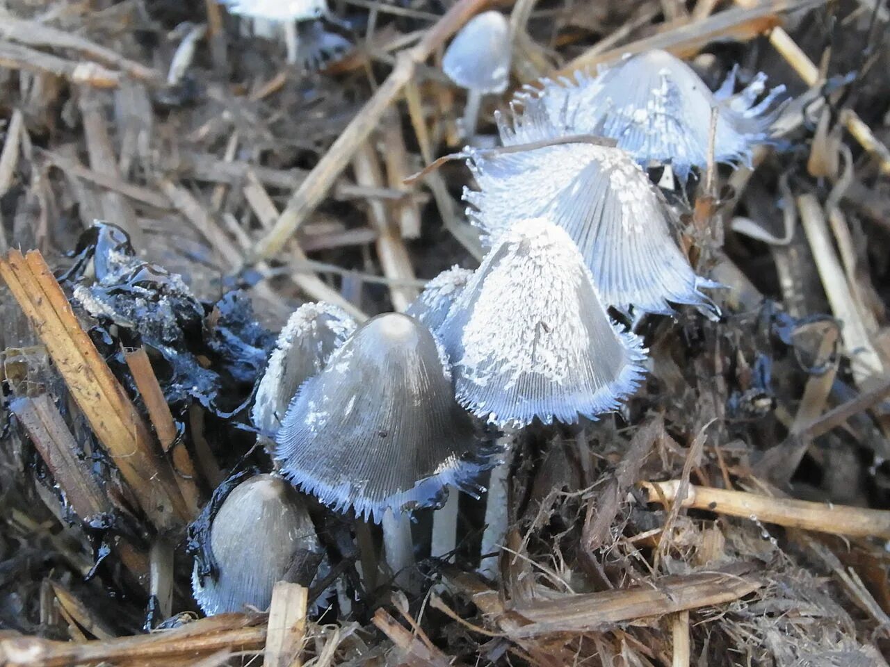 Навозник обыкновенный (Coprinopsis cinerea). Навозник мохноногий. Навозник обыкновенный (Coprinus cinereus). Навозник белый. Навозник олень