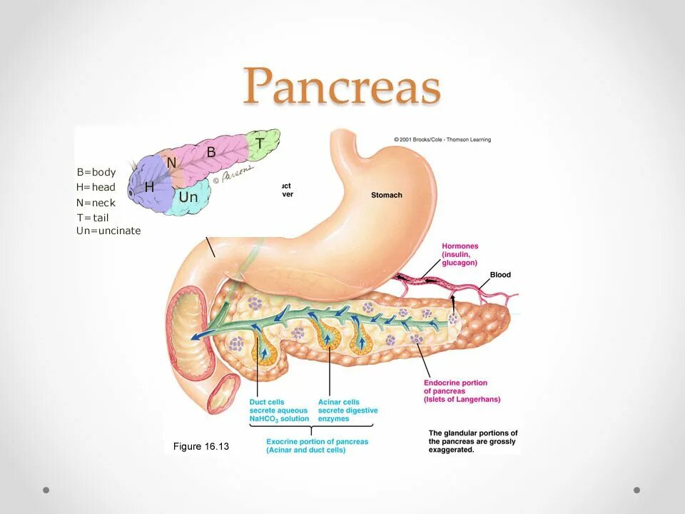 Легкие и поджелудочная железа. Поджелудочная железа pancreas. Поджелудочная железа анатомия. Строение поджелудочной железы анатомия. Анатомия поджелудочной железы Неттер.