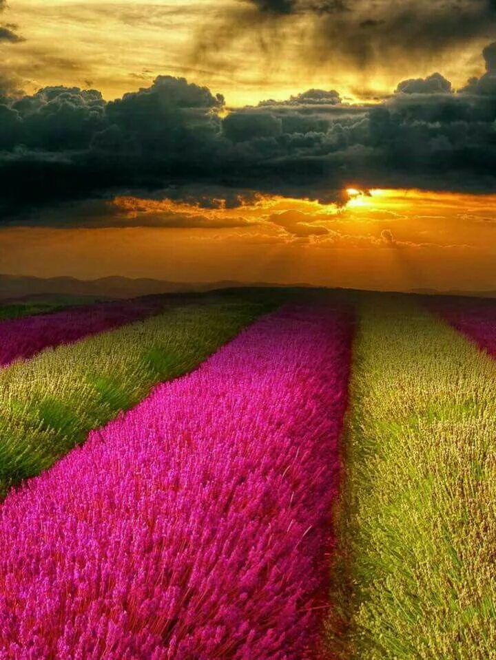 The most beautiful color