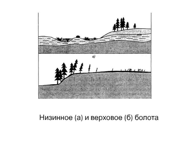 Строение болота. Схема низинных и верховых болот. Образование низинных и верховых болот. Схема образования низинного болота. Низинные переходные и верховые болота.