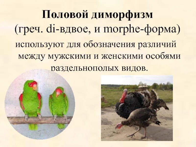 Диморфизм это в биологии. Раздельнополость, половой диморфизм. Половой диморфизм. Половой диморфизм это в биологии. Диморфизм это в биологии.