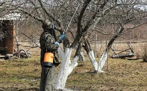 Чем опрыскивать яблони осенью на зиму