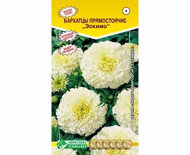 Бархатцы эскимо описание