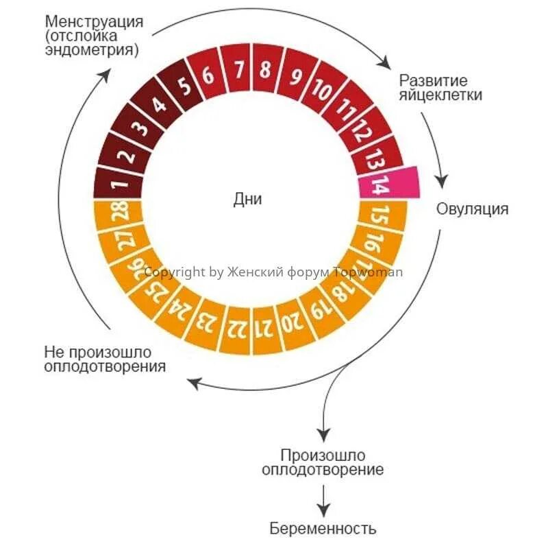 Цикл менструационного цикла и овуляция. Цикл менструационного цикла 30 дней. Менструальный цикл у женщин. Цикличность менструационного цикла. На какой день овуляции можно забеременеть