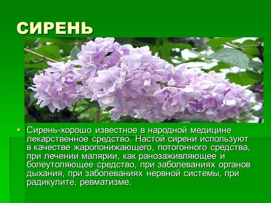 Известно что сирень. Сирень описание. Сирень описание для детей. Сирень описание растения. Сирень описать растение.