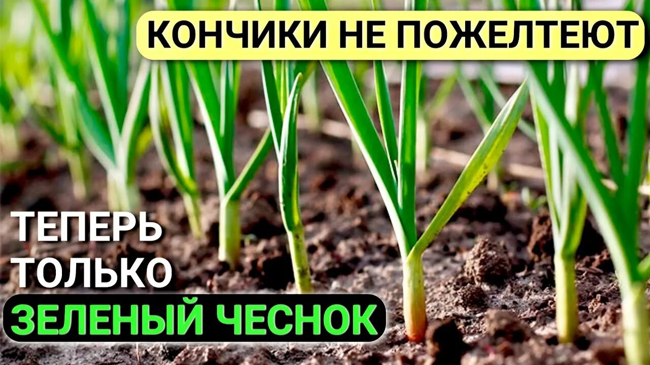 Чем обработать чеснок после зимы. Подкормка чеснока весной. Подкормка чеснока весной посаженного под зиму. Подкормка чеснока от пожелтевших листьев. Сульфат чеснока.