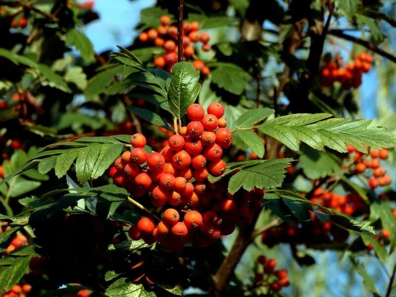 Рябина (sorbus мичуринская красавица. Рябины гроздья алые. С рябиновая гроздь. Рябины гроздья алые. Рябина обыкновенная моравская.